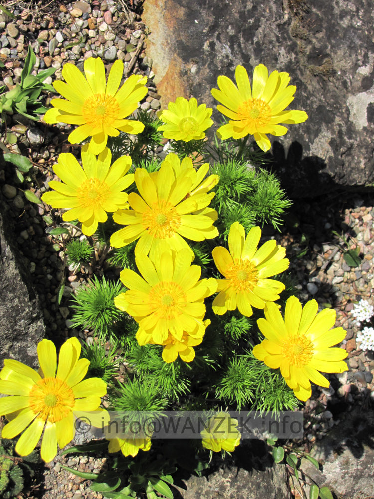 Adonis vernalis nah in Stein.JPG